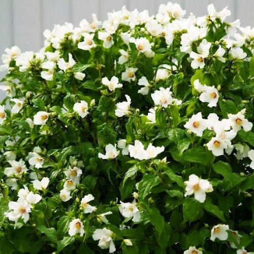 Чубушник Lemoinei Florium - фото 3 Чубушник Lemoinei Florium - фото 3