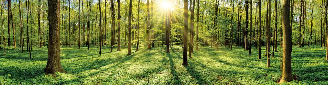 Наклейка виниловая на кухню Zatarga Лес лучи солнца 600х2500 мм зеленый (1229932906)