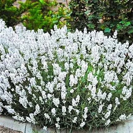 Саженец лаванды узколистной Белая Lavandula angustifolia Р9 (1958729098) - фото 2 Саженец лаванды узколистной Белая Lavandula angustifolia Р9 (1958729098) - фото 2