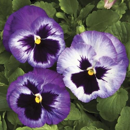 Семена цветов Виола Colossus F1 Lavender Surprise Syngenta 100 шт. (BN05562-3)