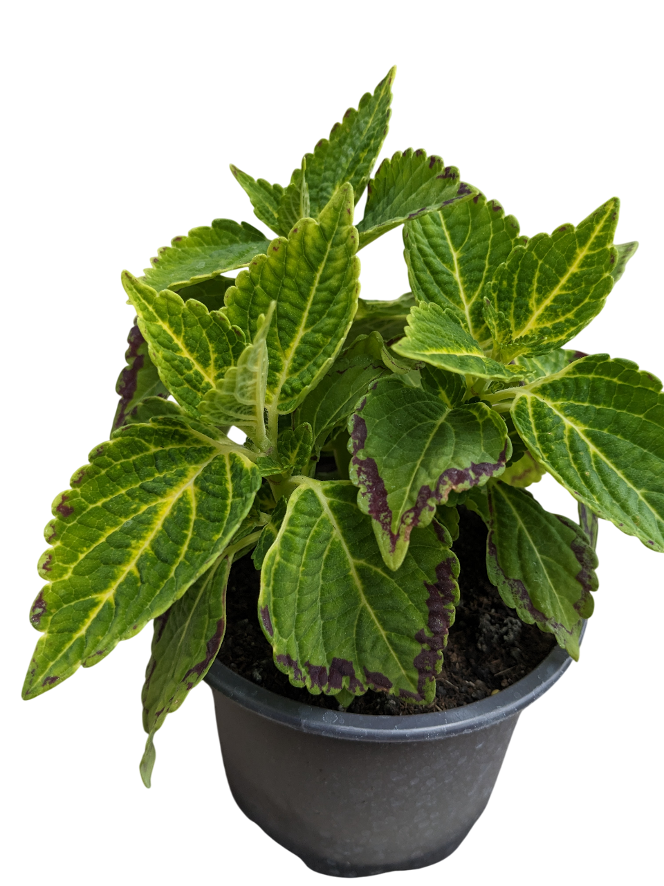 Растение Колеус Bonnie Gold 11х20 см (27181548)