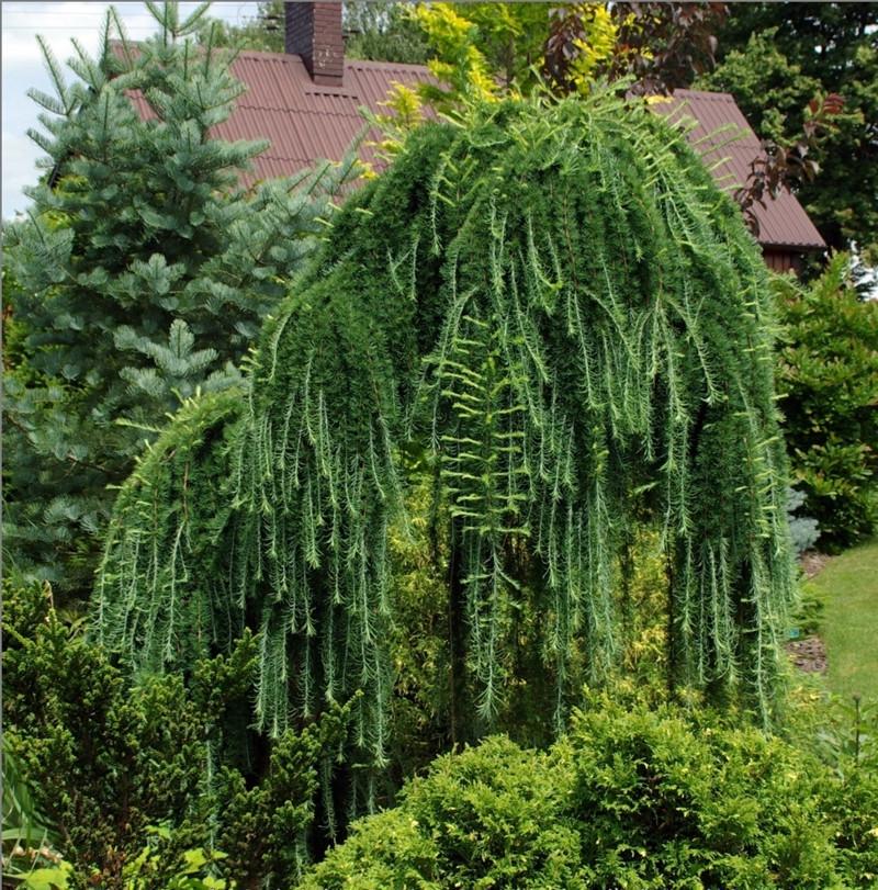 Лиственница японская Стиф Випер штамб 100-140 см (2669484415) - фото 3 Лиственница японская Стиф Випер штамб 100-140 см (2669484415) - фото 3