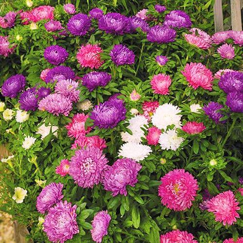 Насіння Астра Florium Бордюрні красуні (17431) - фото 2
