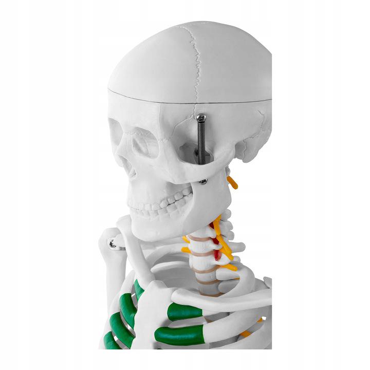 Человеческий скелет анатомическая модель 85 см