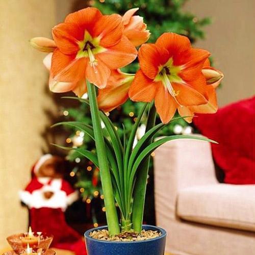 Амариллис Florium Nagano (6543)