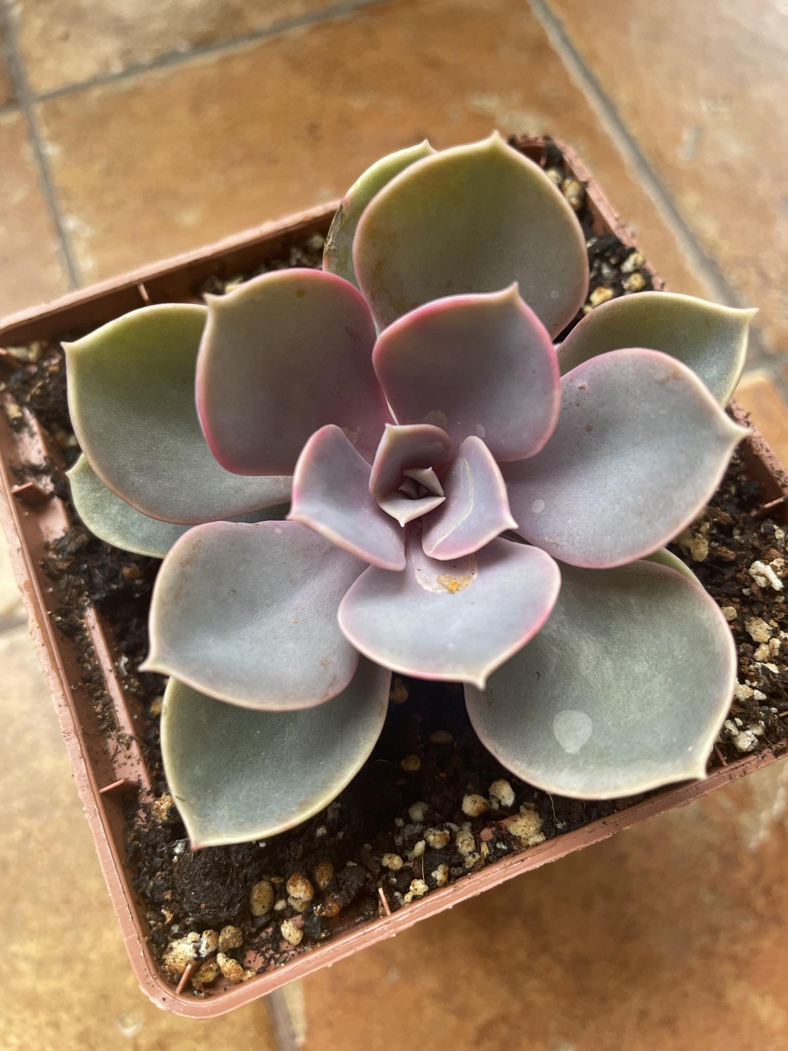 Кімнатна рослина Ехеверія Перлина Нюрнберга Echeveria Perle von Nurnberg - фото 5