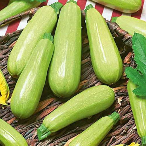 Насіння Кабачок Florium Грета F1 (12210)