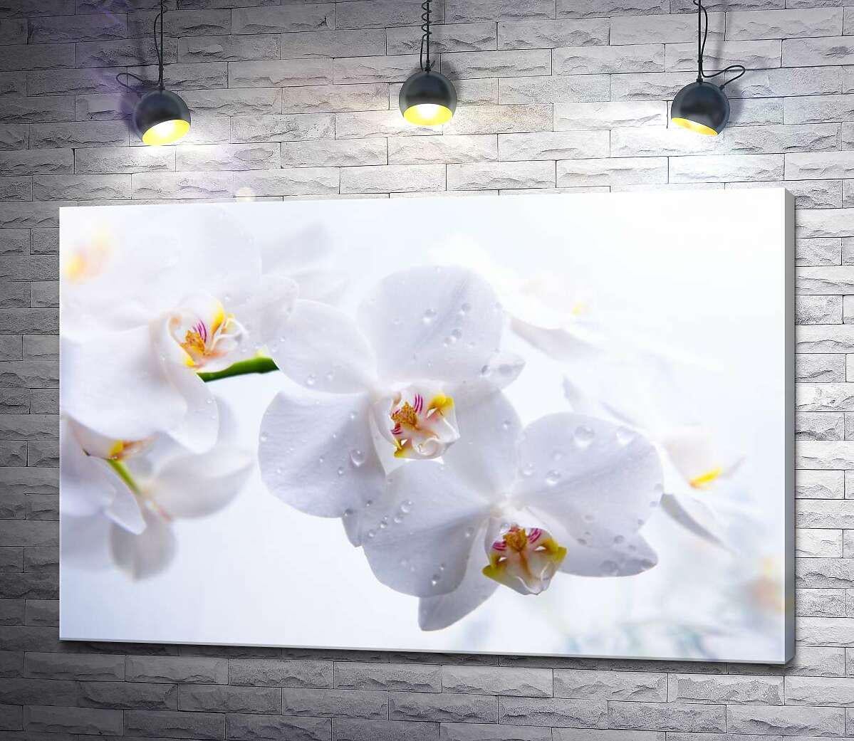 Картина ArtPoster Бриллианты капель воды на хрупких лепестках орхидей 50x33 см Модуль №1 (000054)