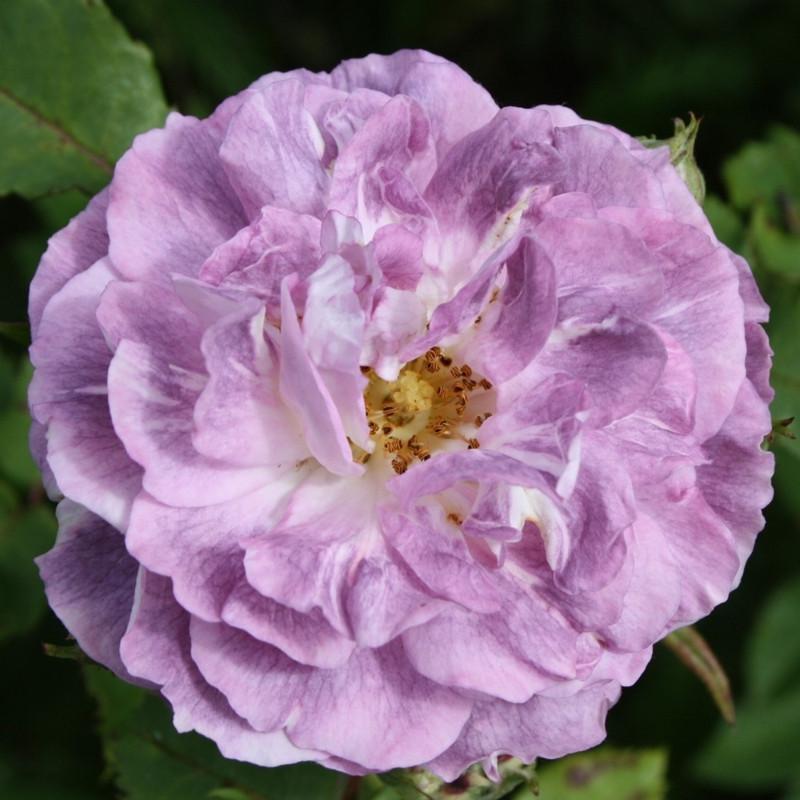 Роза Blue Tango Флорибунда (2669458489)