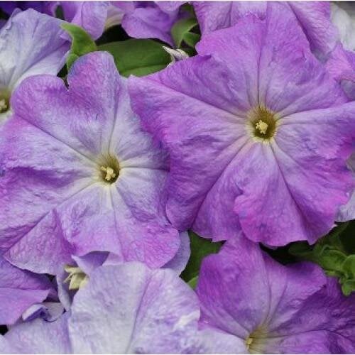 Семена цветов Петуния крупноцветковая Limbo GP Sky Blue Hem Genetics 50 шт. (BN09387-3)