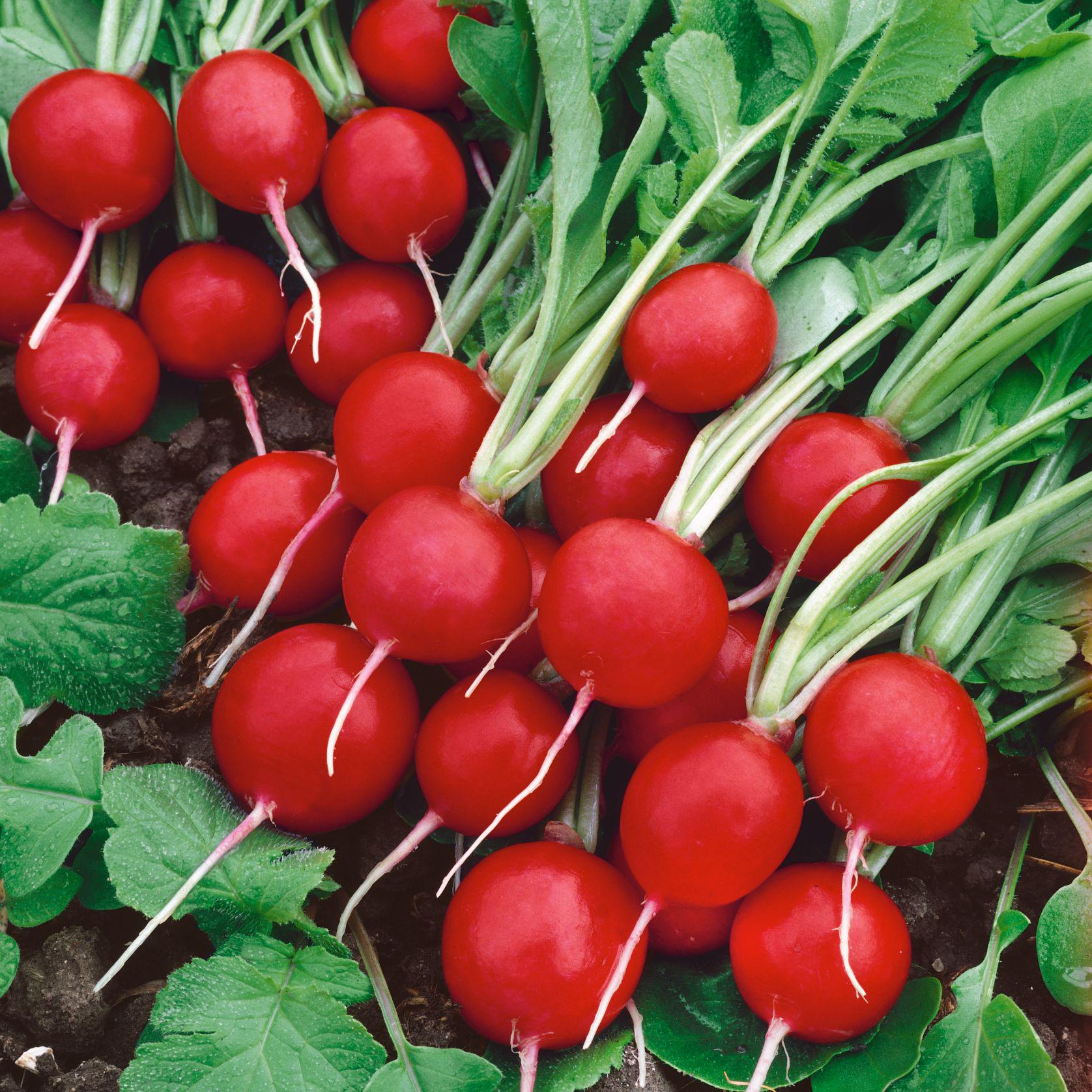 Редис Сора по 5 пак. 10 г/5 ком. (38277644)