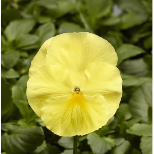 Семена цветов Виола Fino F1 Clear Lemon Syngenta 1000 шт. (BN08430)