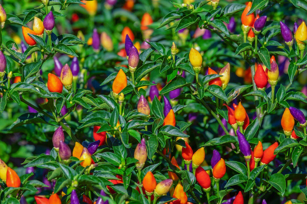 Перец декоративный Аладин 20 шт. (38294338) Перец декоративный Аладин 20 шт. (38294338)