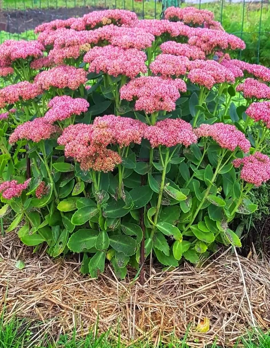 Очиток видный Sedum spectabile ВКС (2-26)