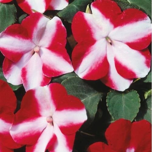 Семена цветов Бальзамин Balance Red Star Hem Genetics 10 шт. (BN09305-4)