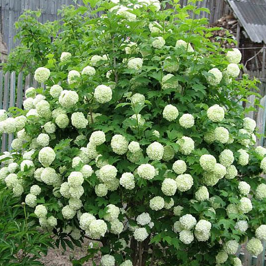 Саджанець калини Бульдонеж Розеум Boule de Neige Roseum декоративна зимостійка (18296259) - фото 2 Саджанець калини Бульдонеж Розеум Boule de Neige Roseum декоративна зимостійка (18296259) - фото 2