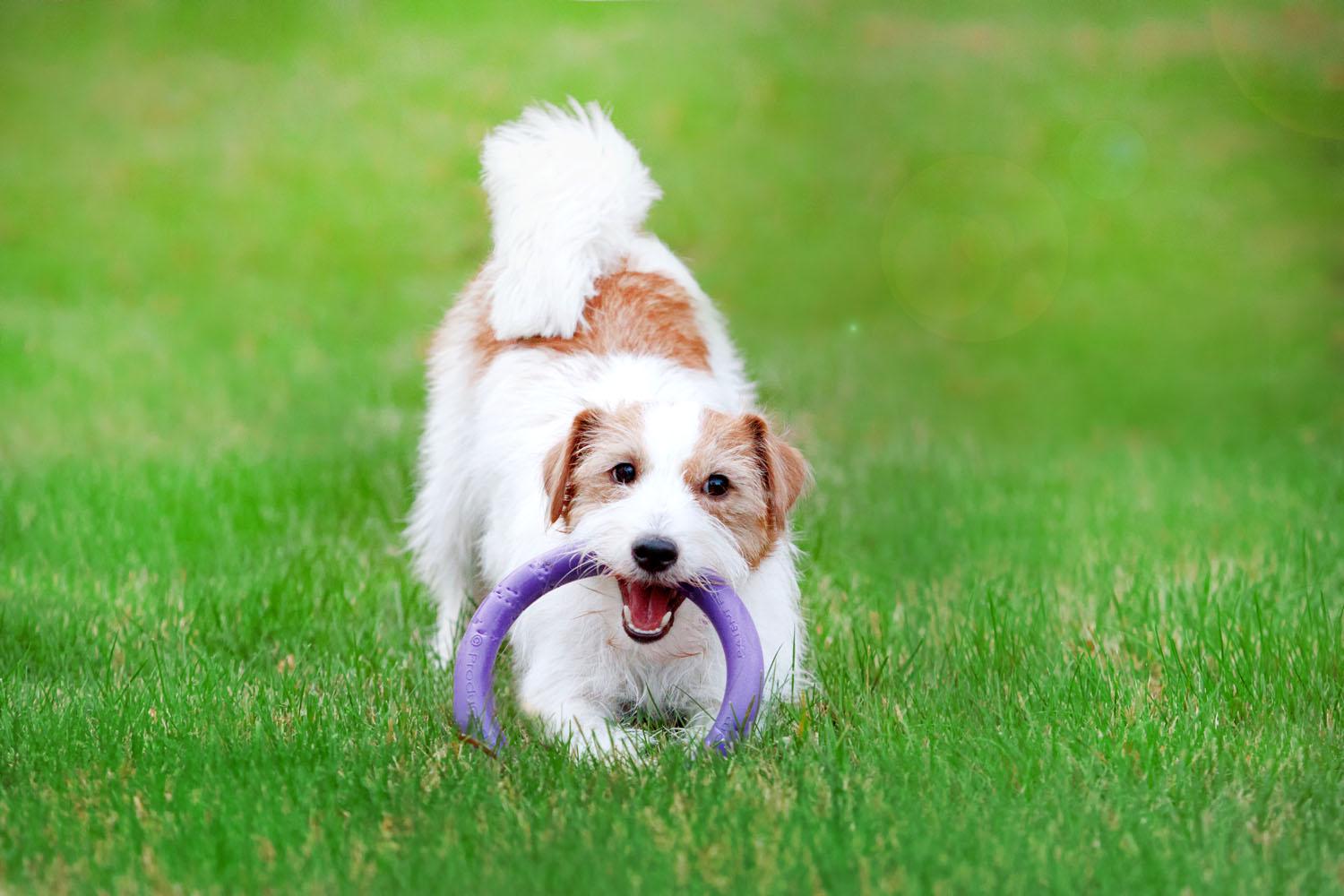 Тренувальний снаряд для собак Puller Mini 18 см (6491) - фото 10 Тренувальний снаряд для собак Puller Mini 18 см (6491) - фото 10