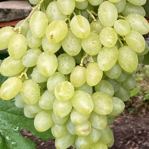 Сажанець Виноград Валентино кишмиш/надранній термін дозрівання/велика ягода з легким мускатним букетом (155283)