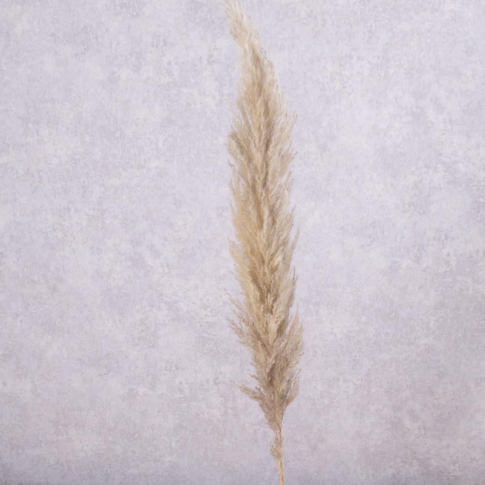 Ветки Пампас для декора (5139-1)