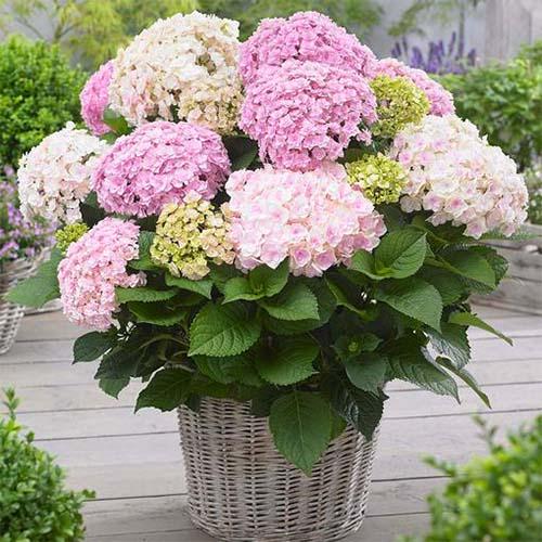 Гортензія Florium Doppio Nuvola (11725)