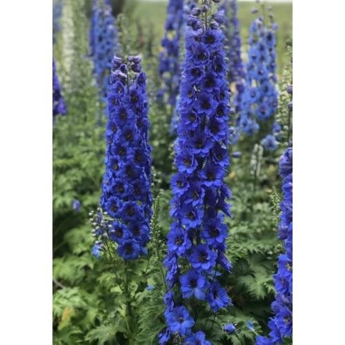 Семена цветов Дельфиниум новозеландский Blue Buccaneers F1 h 1-1,5 m New Zealand Delphiniums 50 шт. (BN13062-3)