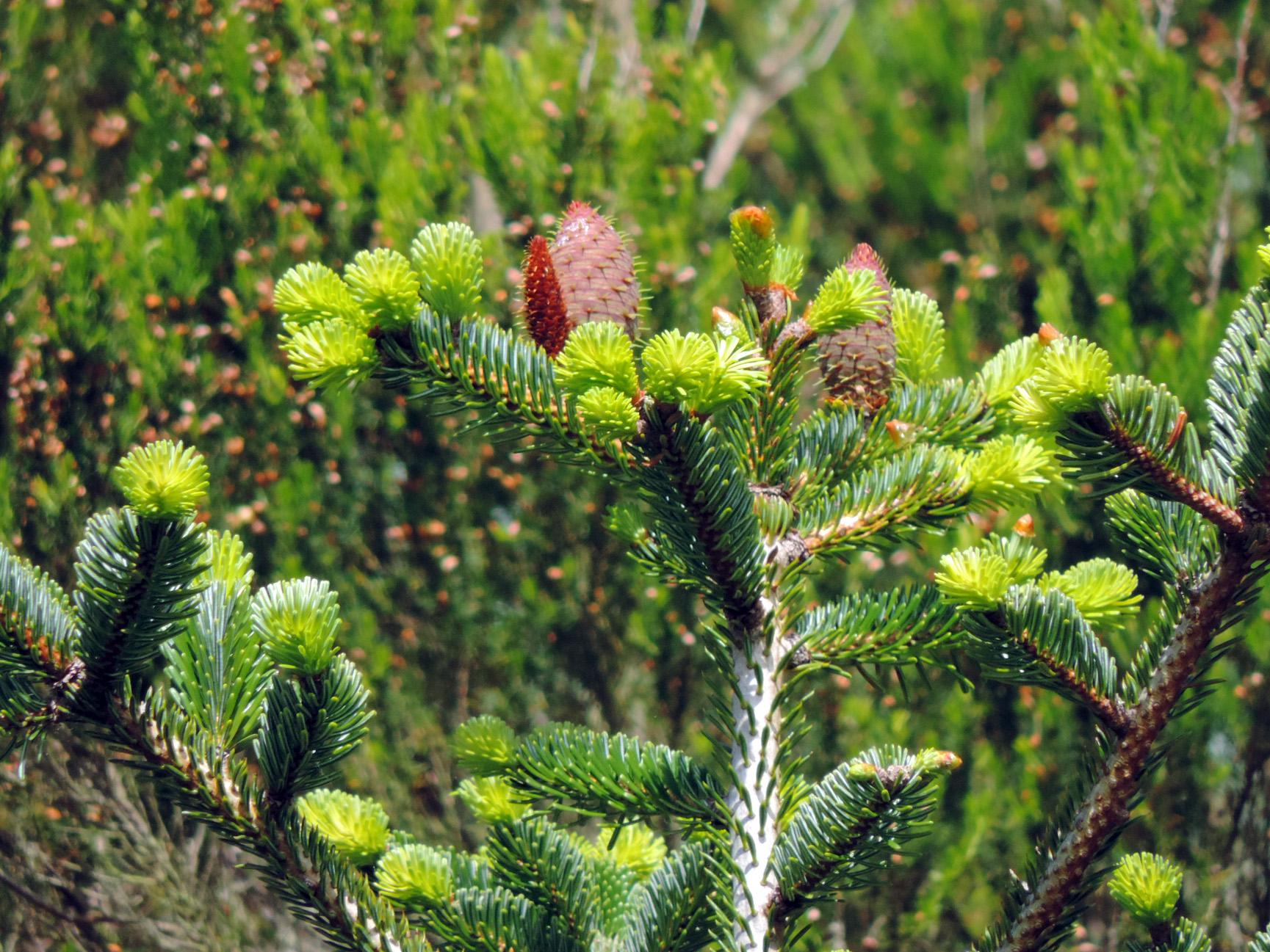 Саженец Пихта Белая Abies alba 1 шт. Саженец Пихта Белая Abies alba 1 шт.