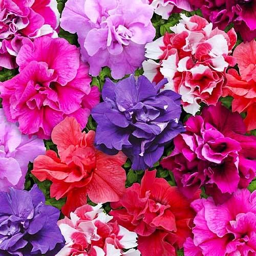ᐉ Петуния Florium Дуэт F1 смесь махровая (7203)