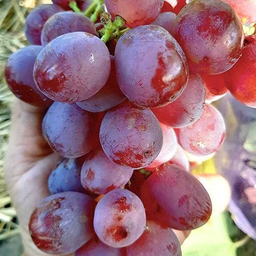 Сажанец Виноград Красотка ранний срок созревания (25523)