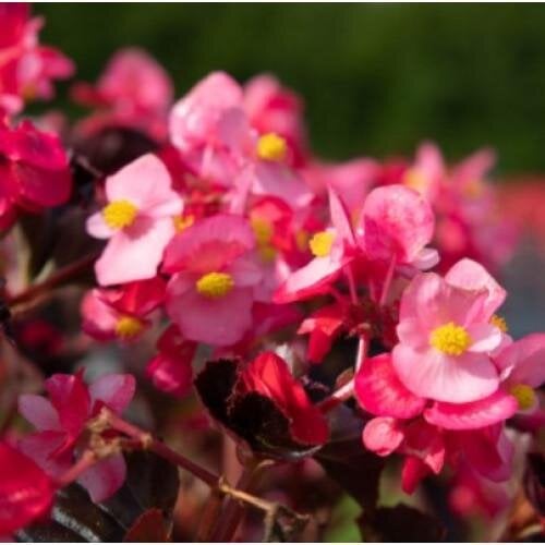 Семена цветов Бегония межвидовая Stonehedge F1 Rose Bronze Leaf (BN12293-4)