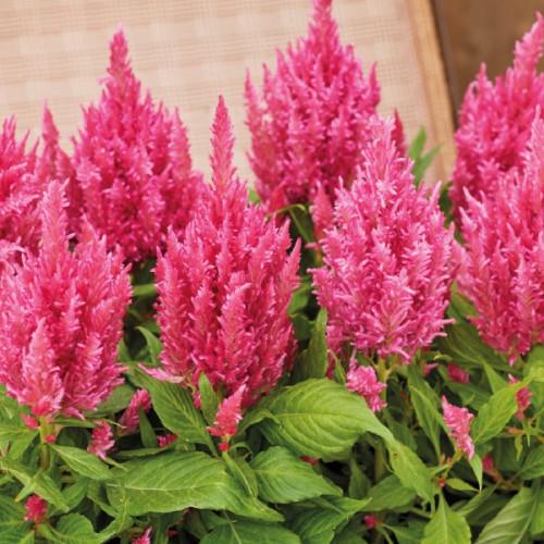 Насіння квітів HemGenetics Целозія периста Arrabona Pink 1000 шт. (BN12766)