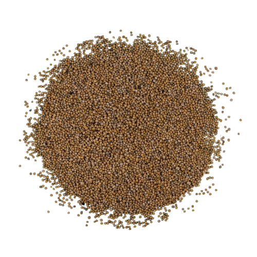 Семена горчицы белой 1 кг (1192) - фото 3 Семена горчицы белой 1 кг (1192) - фото 3