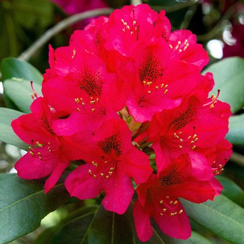 Рододендрон Florium Dotella (22565)