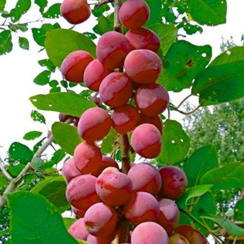 Саженец Эксклюзив Гибрид слива-персик колоновидный Северное сияние Ярко-розовый