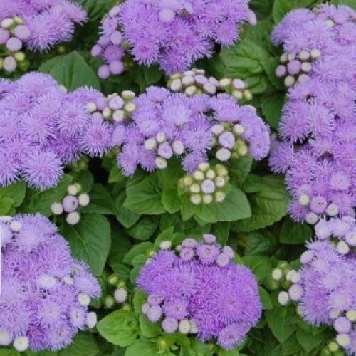 Насіння квітів Агератум Хоустона Kona Blue Hem Genetics 50 шт. (BN12439-3)