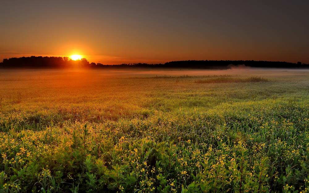 Картина Природа PR123 35х55 см