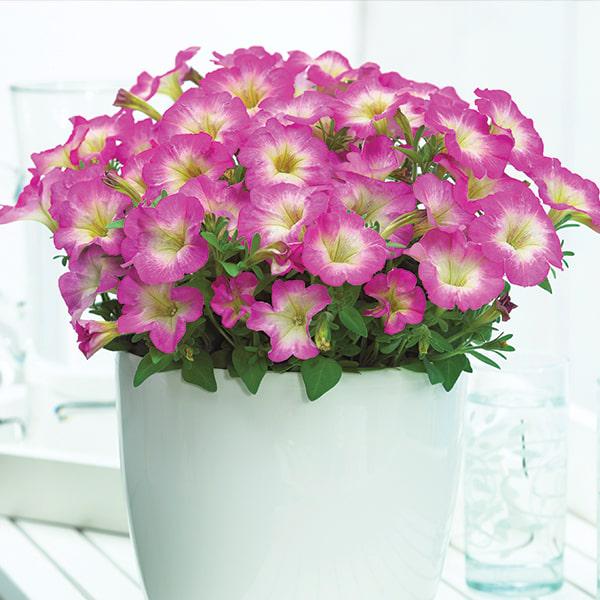 Семена Петуния миллифлора Picobella Rose Morn ТД Гекса-Украина 02-01-529 250 шт. (IR003328)