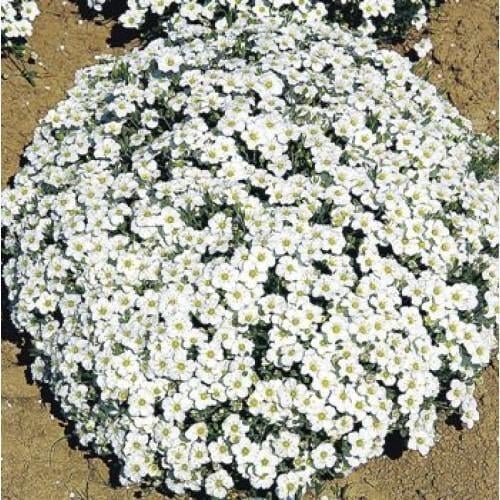 Семена цветов Песчанка горная Аренария Sandwort Benary 25 шт. (BN04066-4)