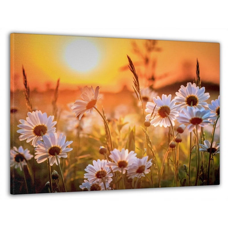 Картина на стену в гостиную/спальню Ромашки 60x100 см (MK10190_M)