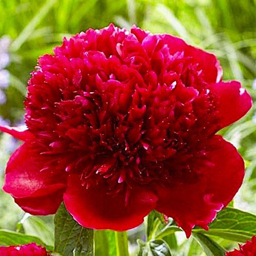 Пион Florium Red Charm (3074)