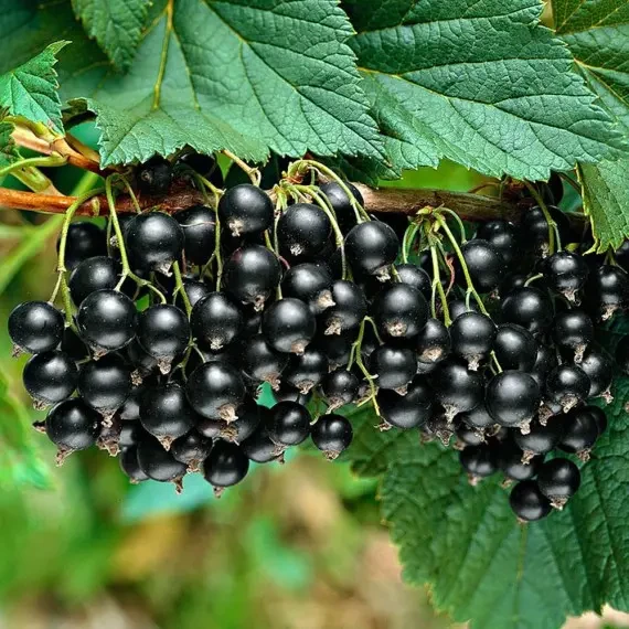 Саджанець смородини чорної Багіра (2083922591)