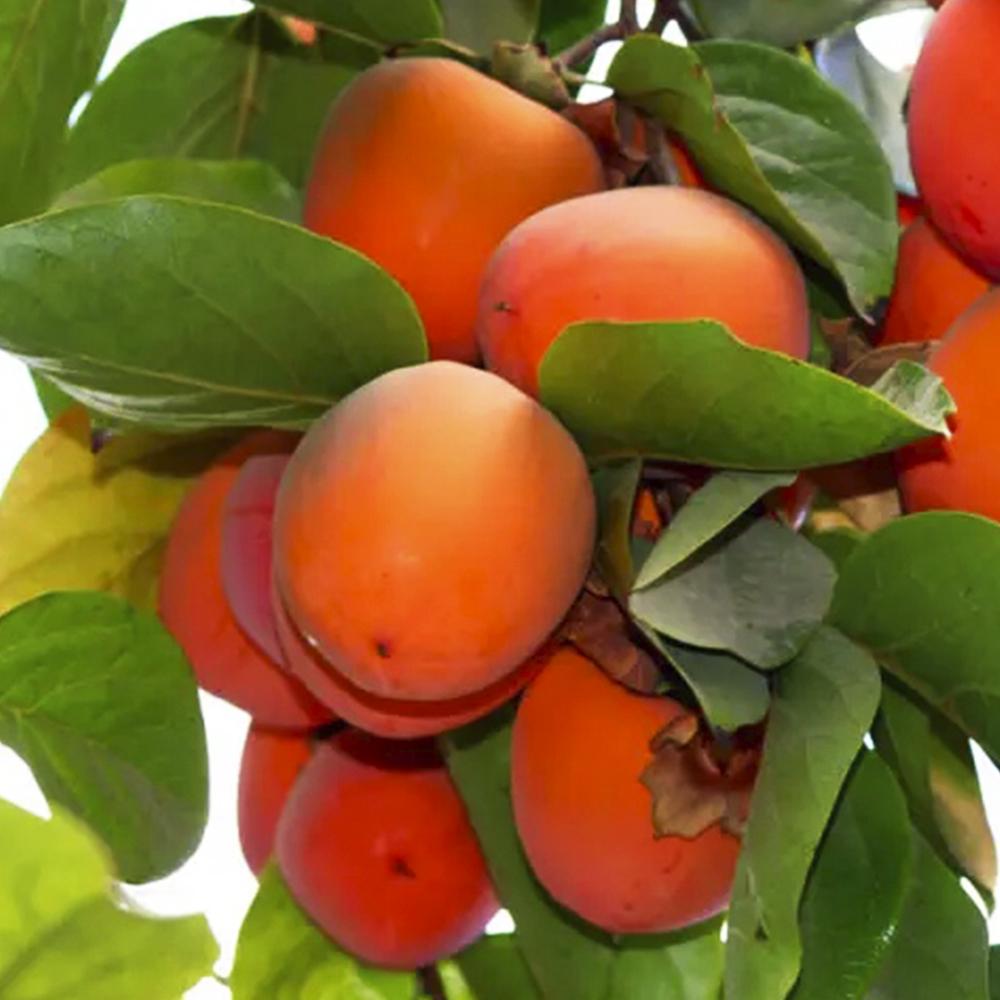 Саженец хурмы Находка 2 летний (14965769)