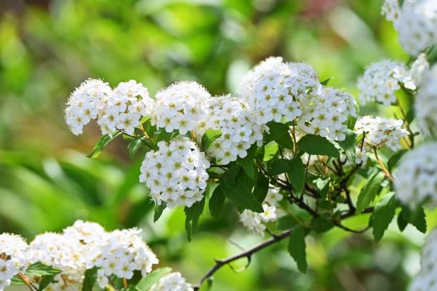 Саджанець спіреї березолистной Тор Голд Spiraea betulifolia Tor Gold Р9 (1657530764) Саджанець спіреї березолистной Тор Голд Spiraea betulifolia Tor Gold Р9 (1657530764)