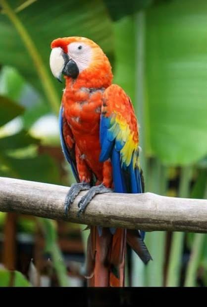 Электроковрик картина настенный с подогревом Shine Попугай ЭК-220 85х60 см