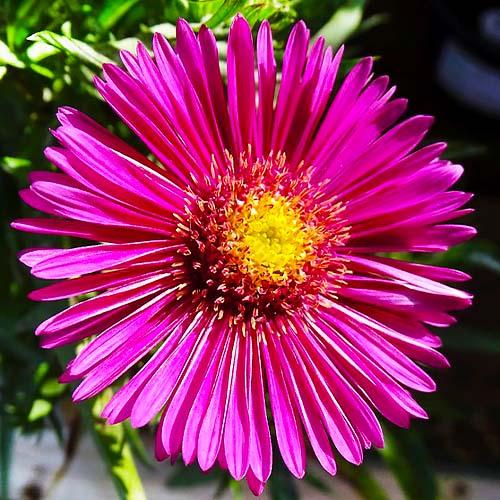 Астра Florium Jenny (2571) - фото 2