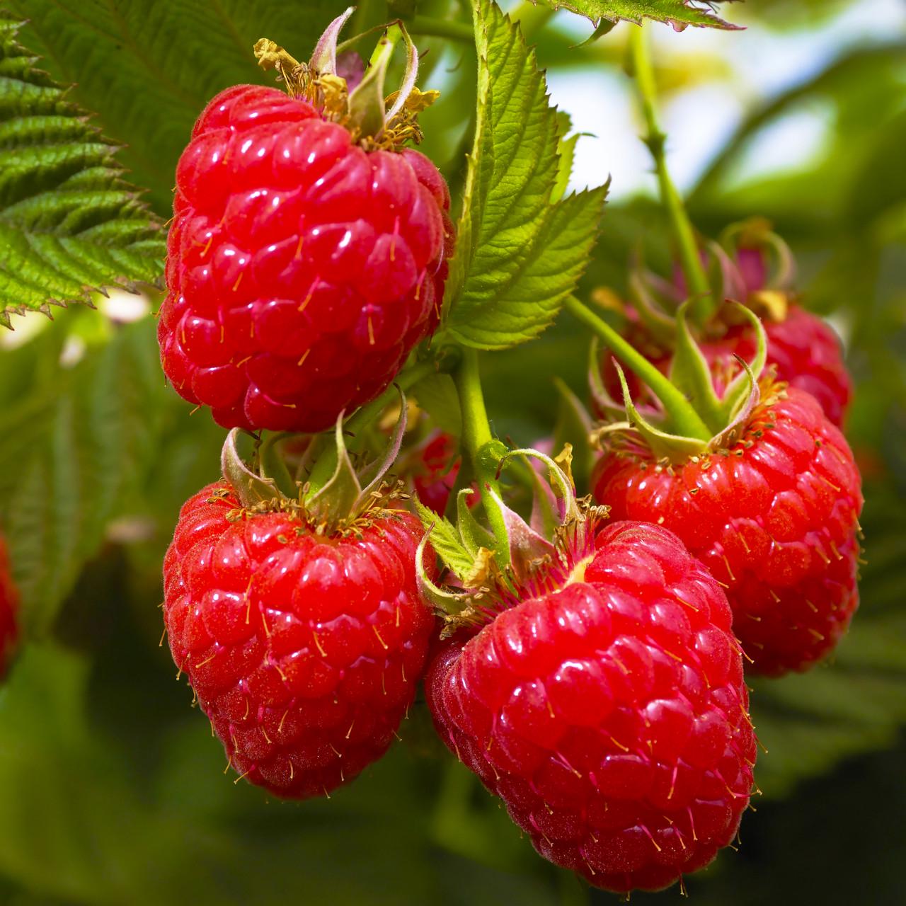 Саженец малины ремонтантной промышленная (778378098)