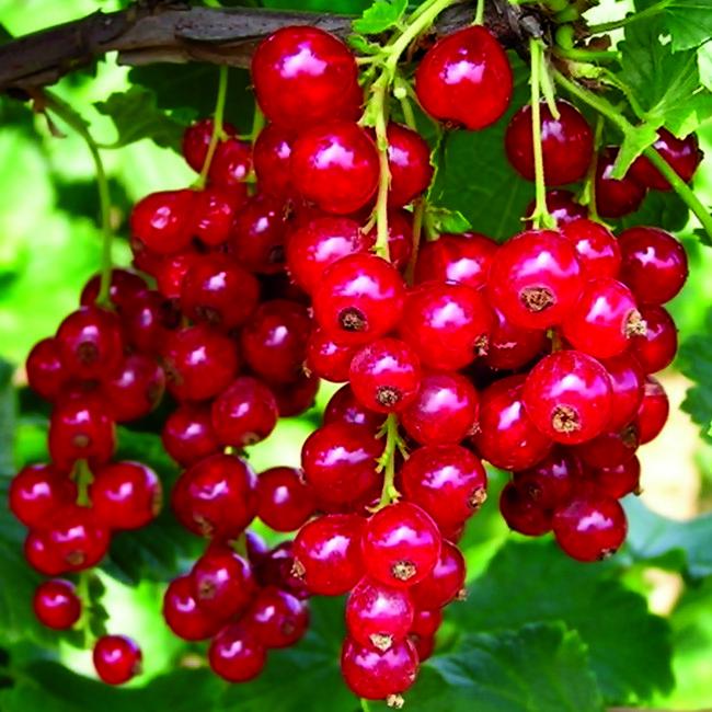 Саджанець смородини червоної Детван рання (644543829) - фото 3 Саджанець смородини червоної Детван рання (644543829) - фото 3