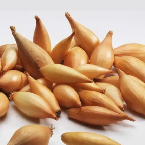 Цибуля сівок Maas Бінформін/Тоска 100 г (1881985317)