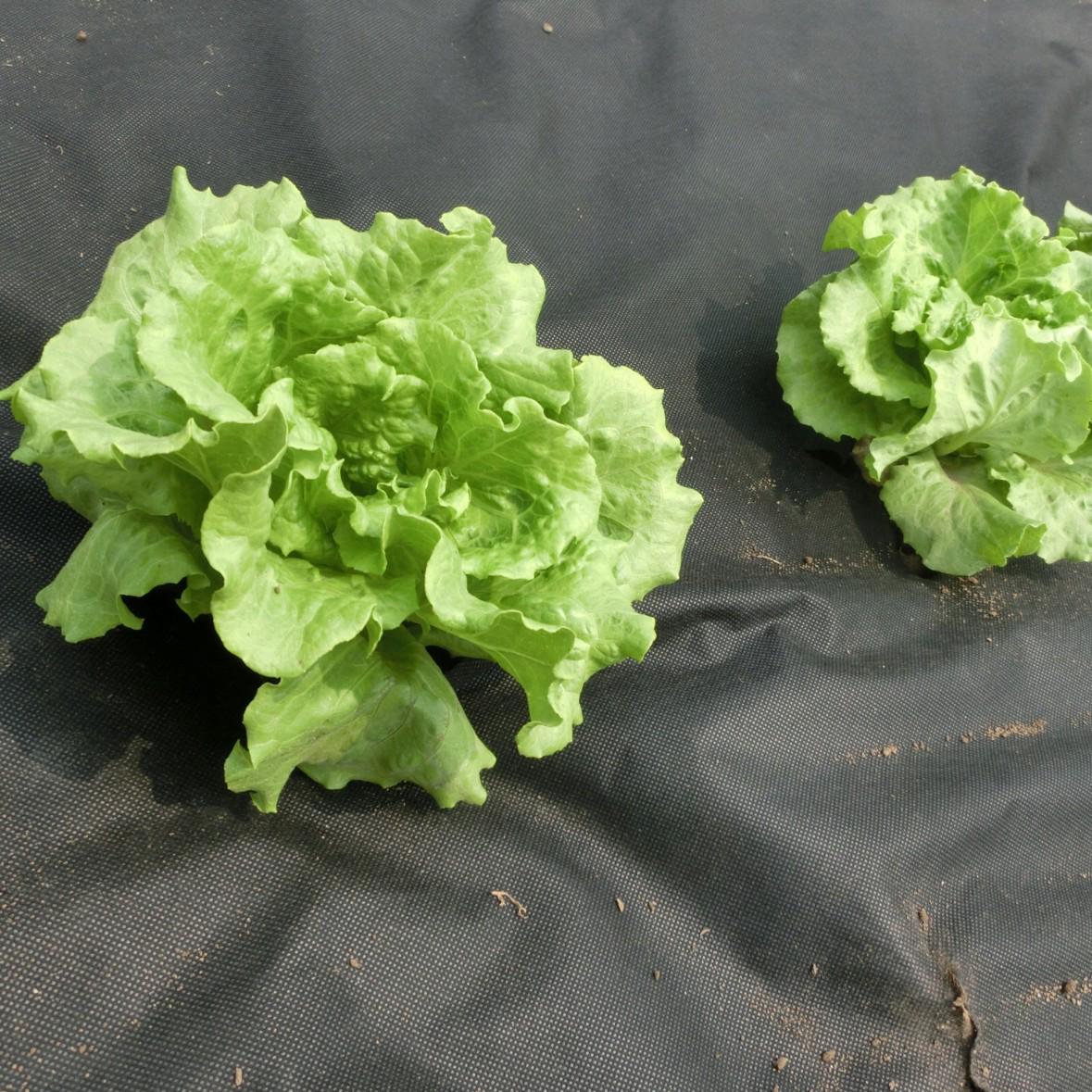 Агротканина проти бур'янів та для мульчування GardenLine AGO2180 50 г/кв. м 1х30 м Чорний (24702750) - фото 6 Агротканина проти бур'янів та для мульчування GardenLine AGO2180 50 г/кв. м 1х30 м Чорний (24702750) - фото 6