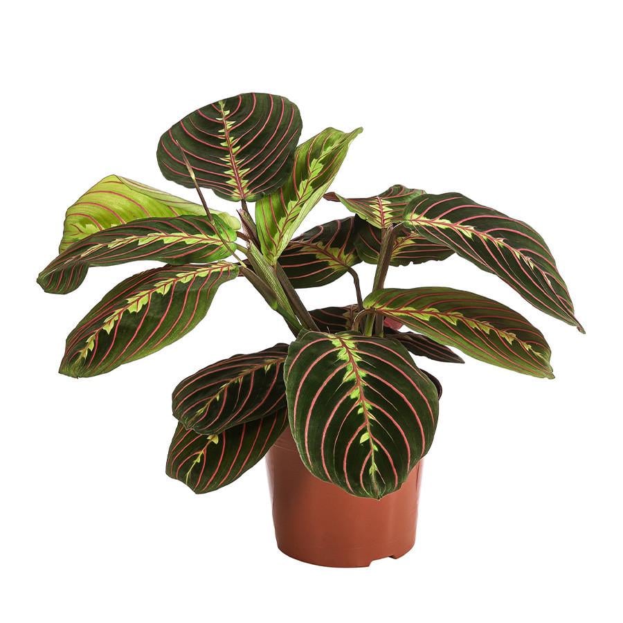 Маранта Триколор 12/30 см (2683775690) Маранта Триколор 12/30 см (2683775690)