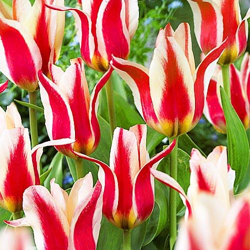 Тюльпан Florium Buddy (3299)
